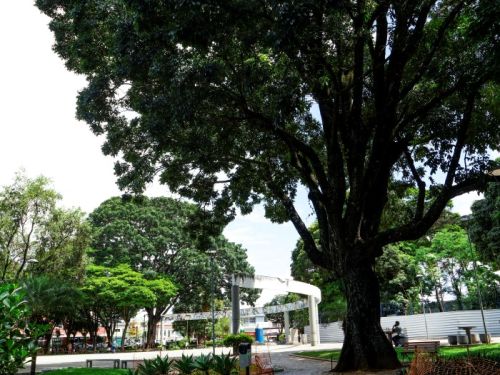 Um caminho de pedras portuguesas atravessa uma área verde da praça, projetando sombras no chão. À direita, uma árvore imensa, com tronco grosso e copa vasta e frondosa, domina a imagem. O caminho é ladeado por gramados, plantas baixas e outras árvores ao fundo. Ao longe, vê-se uma estrutura branca.