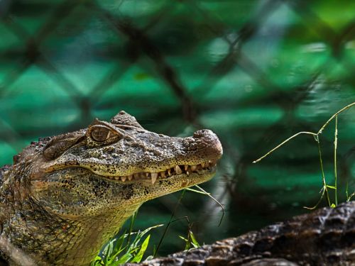 Um close do rosto de um jacaré. O animal, de cor esverdeada e amarela, tem a pele áspera e a boca semiaberta, mostrando vários dentes pontiagudos. A imagem é focada apenas no animal. O fundo é verde e desfocado, com a grade de metal do recinto. A luz do sol bate diretamente no animal, destacando sua pele e seu olho.