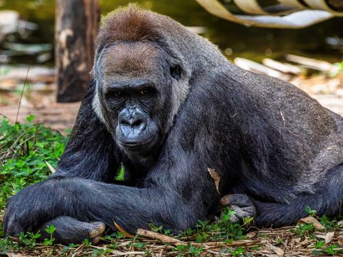 Um gorila macho, deitado em seu recinto. Ele tem a pele escura e o corpo coberto por pelos pretos e cinzas, com uma faixa prateada nas costas. O gorila está deitado sobre um chão com vegetação verde e folhagem marrom. A foto é um close, e o fundo está desfocado.