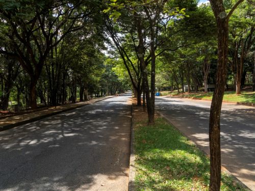 Uma via asfaltada cercada por árvores altas e densas, com sombra cobrindo grande parte do chão. O cenário tranquilo, com vegetação abundante, é típico do Zoológico de BH.