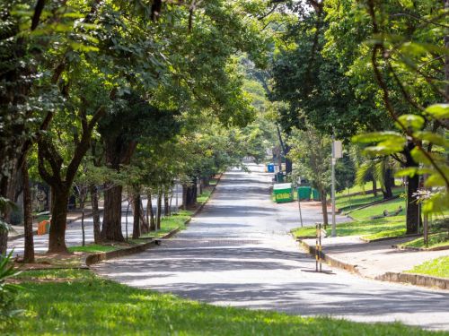 Uma via asfaltada e sombreada por grandes árvores em ambos os lados, com muito verde ao redor. O cenário calmo e bem arborizado é típico das alamedas internas do Zoológico de BH.