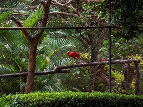 Um recinto cercado por tela, com vegetação abundante ao fundo e um pássaro vermelho vibrante (possivelmente um guará) sobre um galho. O cenário é do Zoológico de BH, com foco na fauna e flora.