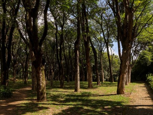 Uma área arborizada do Zoológico de BH, com inúmeras árvores altas e finas distribuídas de forma ordenada. O chão é coberto por grama e folhas secas, criando um ambiente natural, sombreado e tranquilo. À direita, um caminho de pedras conduz o visitante pela mata. A luz do sol atravessa as copas, formando sombras suaves no solo.
