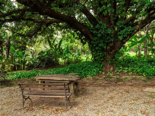 A imagem mostra um banco de madeira e uma mesa de madeira, ambos em um ambiente ao ar livre, sob a sombra de uma árvore imponente com folhas verdes. Ao fundo, há vegetação densa com várias plantas tropicais.