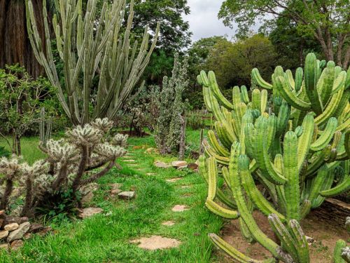A imagem mostra uma área de jardim com cactos de diferentes tamanhos e formas. O caminho é formado por pedras, levando o olhar através da vegetação. O céu está parcialmente nublado e há uma variedade de plantas ao fundo, incluindo grandes árvores.