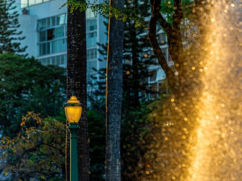 Poste verde com luminária acesa destaca-se em primeiro plano. Reflexos dourados da água iluminada ocupam a lateral direita. Ao fundo, árvores escuras e prédio moderno de vidro parcialmente visível, compondo contraste entre natureza e urbanismo.