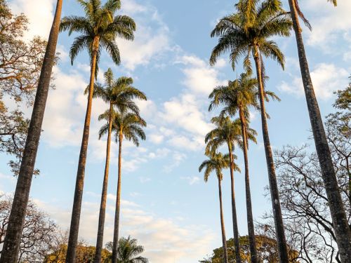 Alameda ampla de pedras, ladeada por jardins e palmeiras imperiais altas. Caminho conduz até prédio histórico com fachada iluminada ao fundo. Céu claro com nuvens douradas pelo sol cria atmosfera de fim de tarde acolhedor.