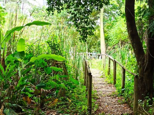 Parque Ecológico do Brejinho