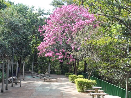 Parque José Lopes dos Reis (Baleares)