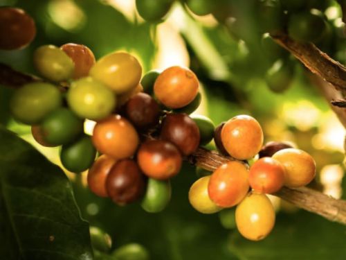 Elisa Café e Torrefação