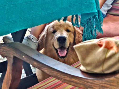 cachorro no estabelecimento 