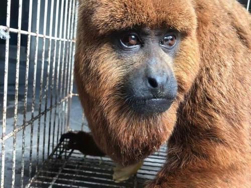 Live: Tráfico de animais silvestres