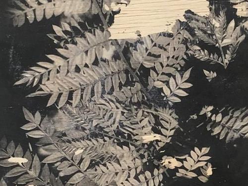 Exposição: Serrapilheira - Casa Fiat de Cultura