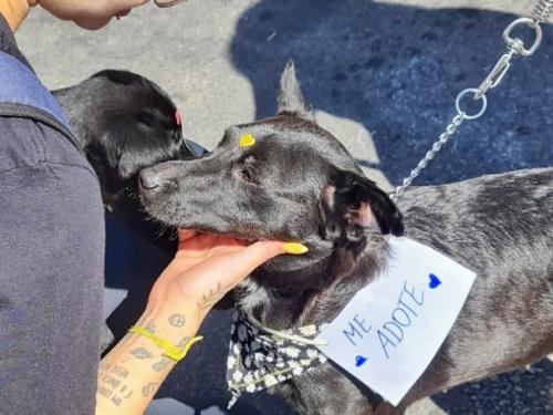 Paraíso Veg Festival