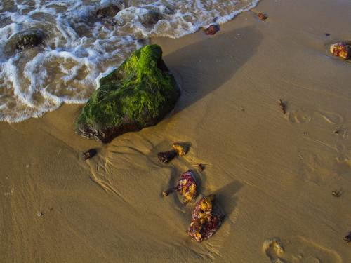 Fotografia "A Selva"