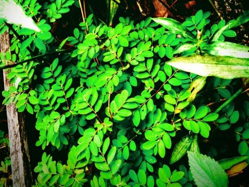 Ervas medicinais, atividade no Centro Cultural Usina da Cultura