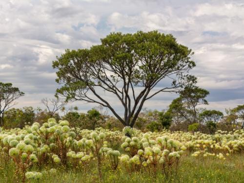 Exposição fotográfica: “Vasto Sertão Gerais, o Cerrado de Minas” | MM Gerdau - Museu das Minas e do Metal