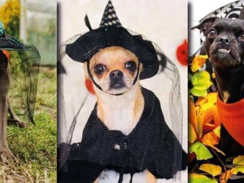 Pet Halloween