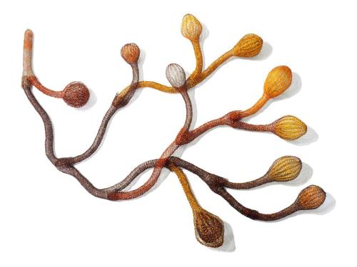 Exposição coletiva: ‘Liames’ - Centro Cultural UFMG