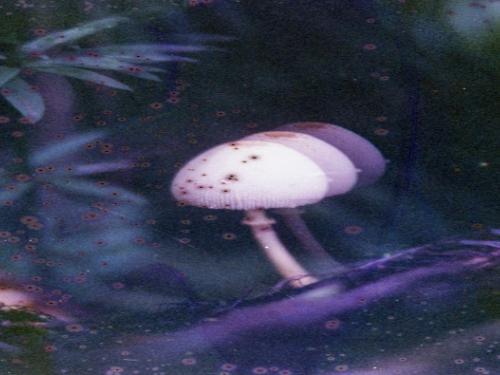 Exposição: Simbiogêneses, de Tuane Eggers