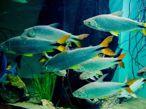 Matrinxa Brycon Orthotaenia