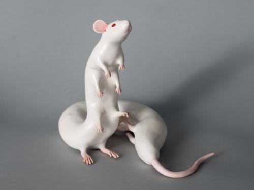 Exposição: Fístula