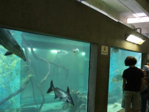 Aquário Bacia Rio São Francisco