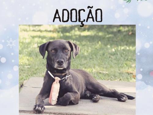 Paraíso Veg - Festival e Feira Vegana