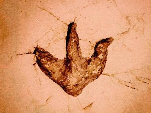 Exposição Dinossauros: Pátio Savassi