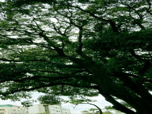 Contação de histórias: Na sombra das mangueiras 