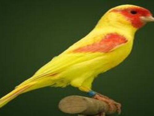 Torneio Mineiro de Aves Domésticas