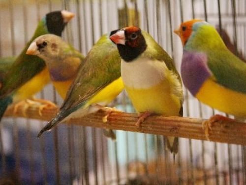 Torneio Mineiro de Aves Domésticas