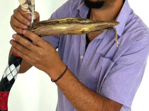 Exposição: “Dobra e Desdobra da Espinha Dorsal”