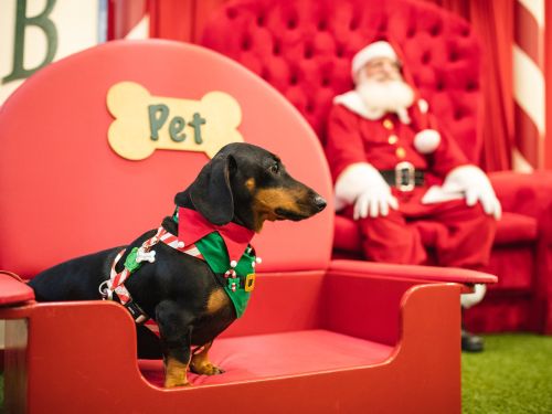 Encontro de Natal Pet