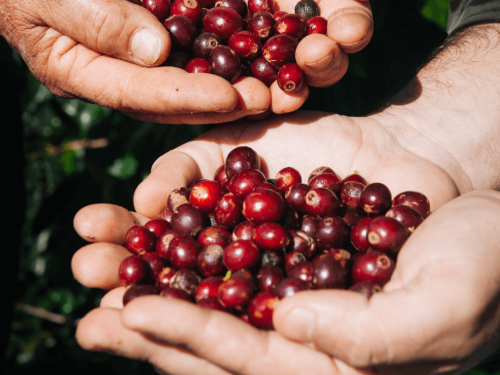 Semana Internacional do Café 2025