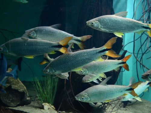 Aquário do Rio São Francisco