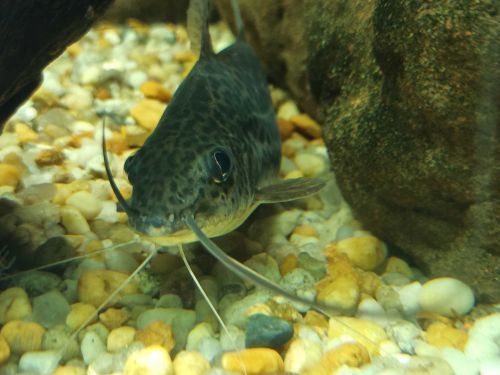 Aquário do Rio São Francisco