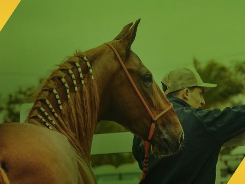 45ª Exposição Nacional do Cavalo Campolina 2025
