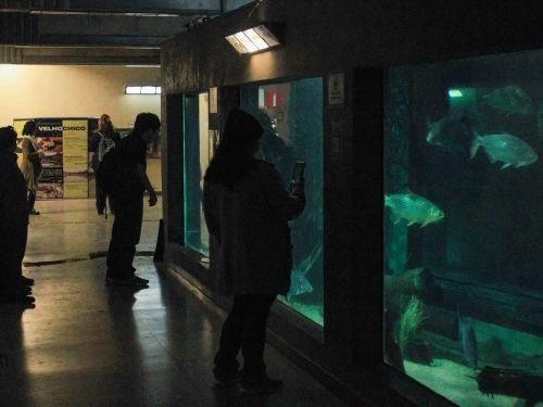 Visita Noturna ao Aquário