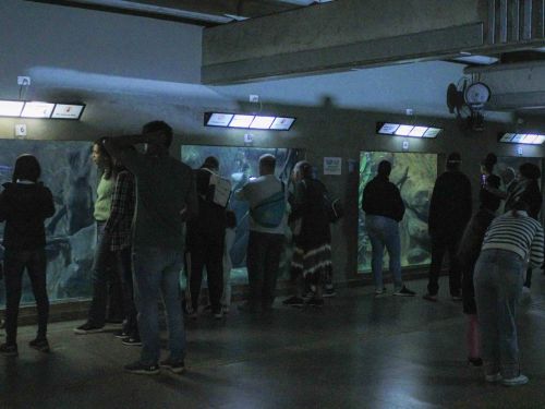 Visita Noturna ao Aquário