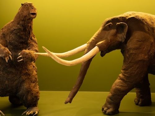 14 e 18.01 Oficina “Costurando a Megafauna” 