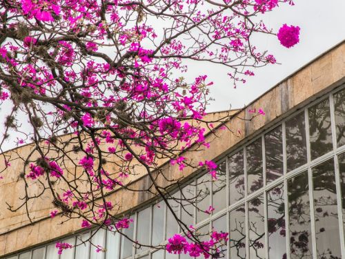 Museu de Arte da Pampulha