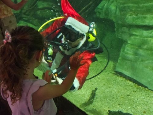 Mergulho do Papai Noel no Aquário da Bacia do Rio São Francisco