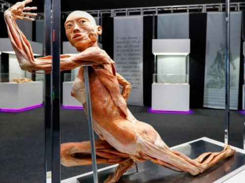 corpo da exposição