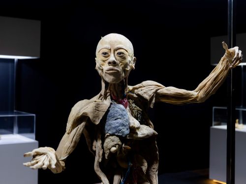 Exposição Internacional: Human Bodies Maravilhas do Corpo Humano