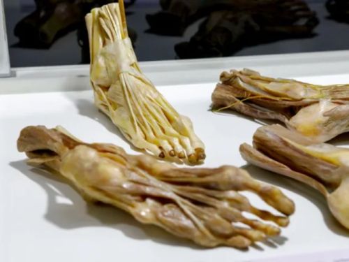 corpo da exposição