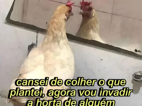 Meme: galinha encarando o espelho, texto em amarelo escrito "cansei de colher o que plantei, agora vou invadir a horta de alguém"