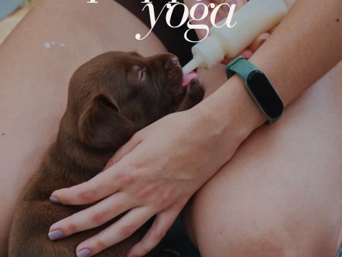 5ª Edição: Puppy Yoga