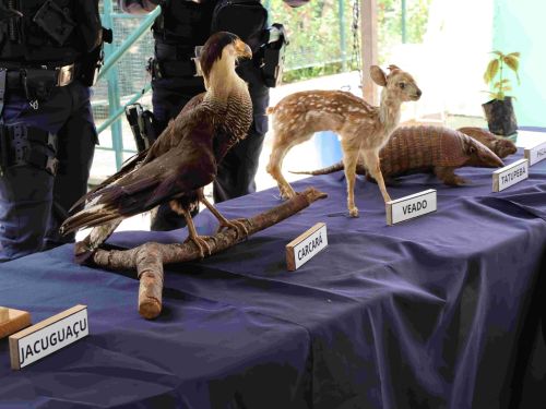 Eventos nos parques municipais de BH
