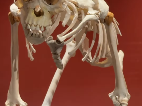 Foto de uma das exibições do museu 
